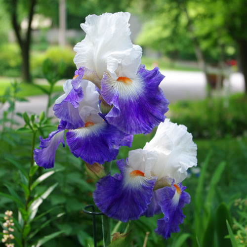 Iris germanica Last Laugh